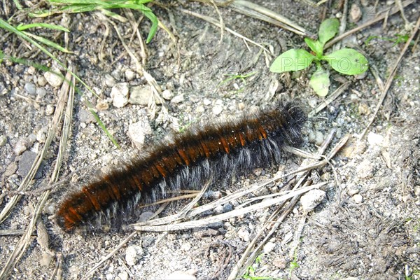 Caterpillar of the fox moth