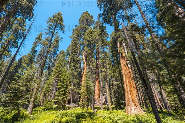 Giant trees on a summer afternoon in Sequoia National Park