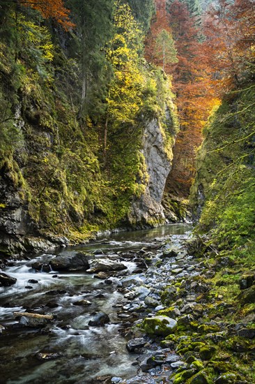 The Breitachklamm gorge with the Breitach river in autumn. A rock face and trees in autumn leaves. Rocks in the river. Long exposure. Oberstdorf