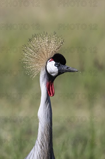 Black crowned crane