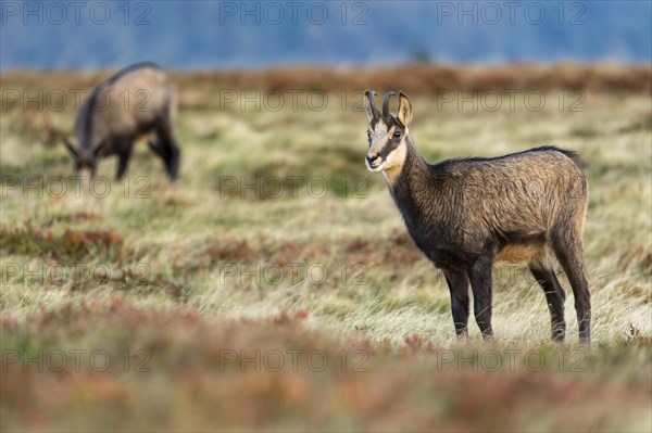 Chamois