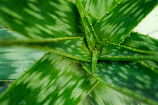 Soap Aloe aka African Aloe aka Zebra Aloe aka Aloe