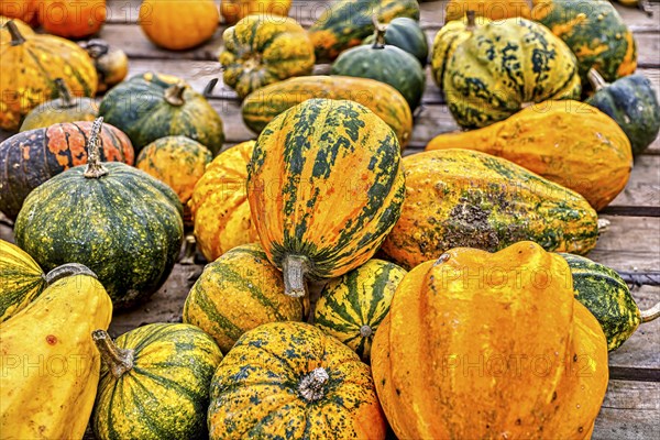 Colourful ornamental pumpkins in autumn