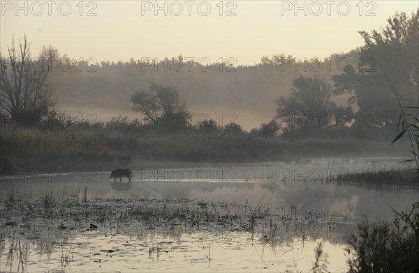 Wild boar