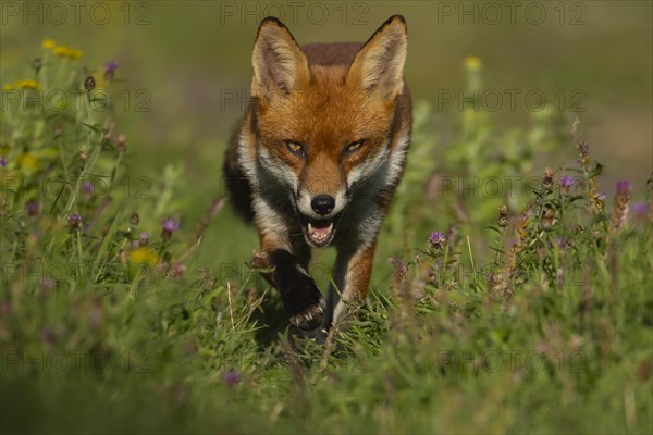 Red fox