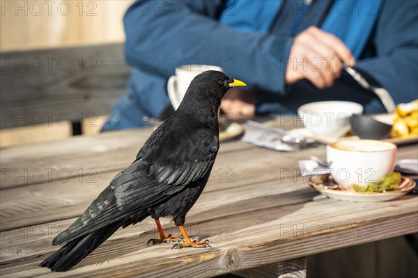 An alpine chough