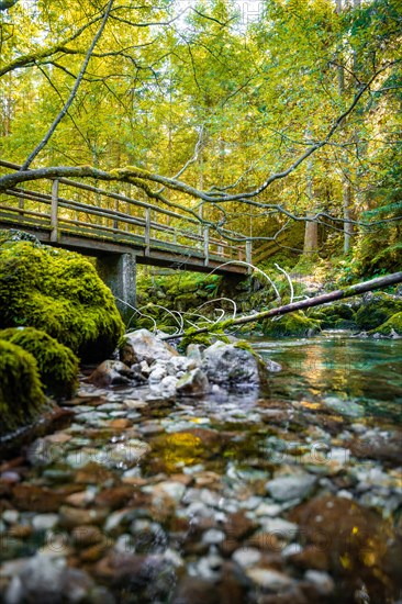 Bridge in beautiful green nature