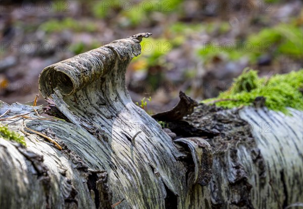 Deadwood in mixed forest