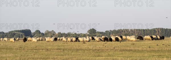 Zackel domestic sheep