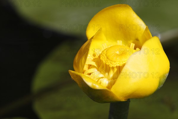 Open flower of a pond-lily