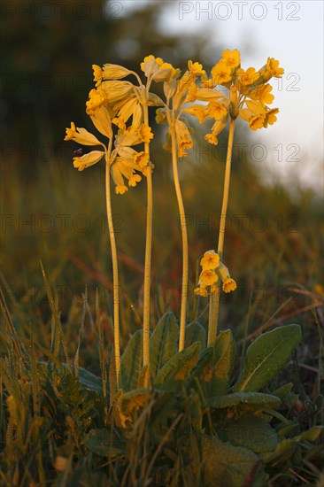 Common cowslip