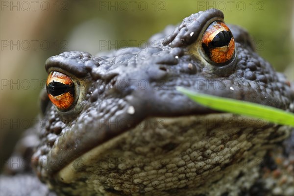 Common toad