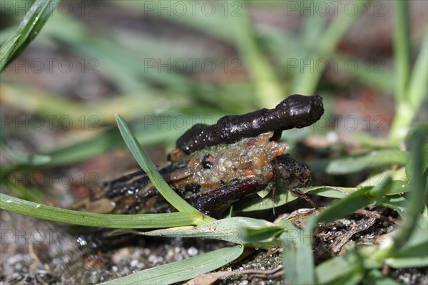 Larva of a caddis fly in its tube