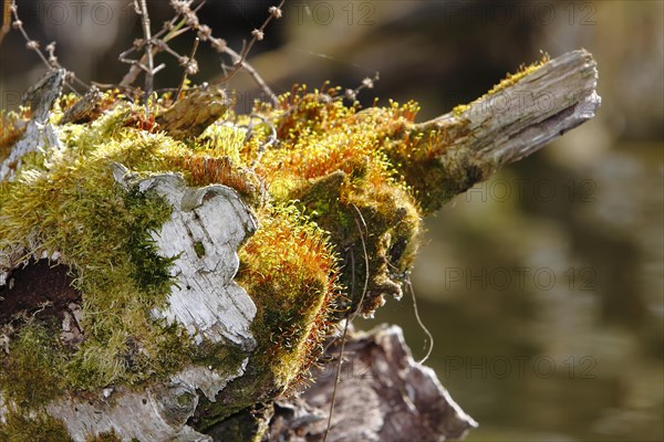 Spore capsules of the golden lady's moss