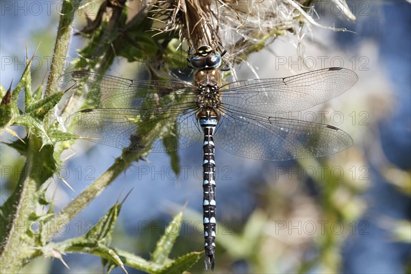 Migrant hawker