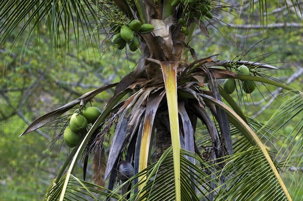 Green coconuts growing on coconut tree