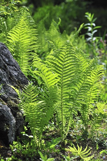 Ostrich fern