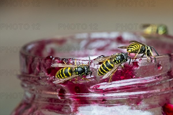 Four common wasps