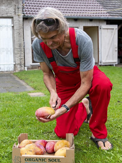 Man cuts open organic mango