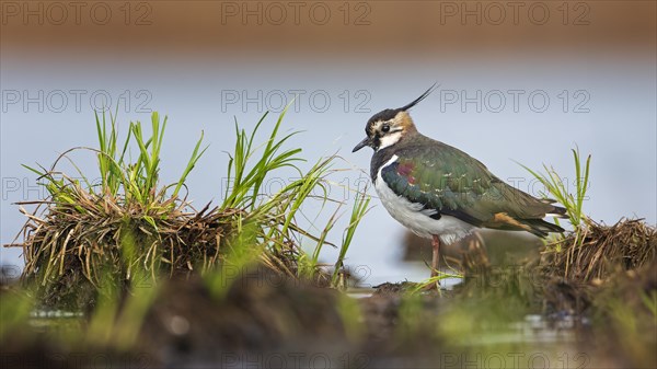 Northern lapwing