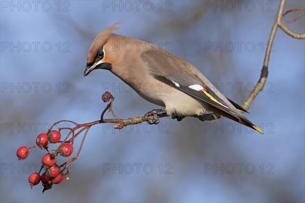 Bohemian waxwing