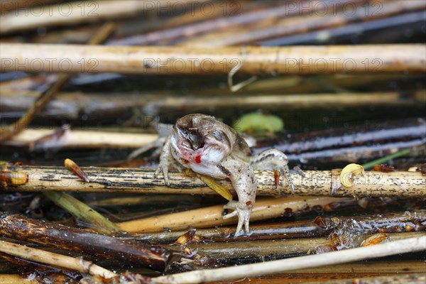 Frog without head after attack by a grass snake