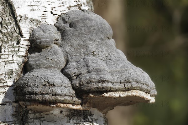 Birch polypore