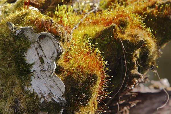 Spore capsules of the golden lady's moss