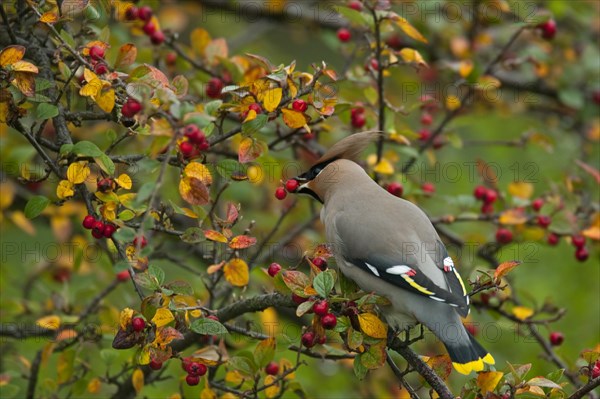 Bohemian waxwing