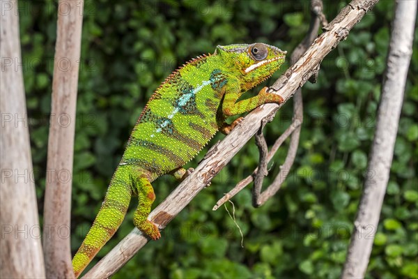 Panther chameleon