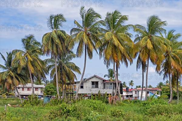 Rural village with traditional wooden houses and palm trees in the countryside of Guyana