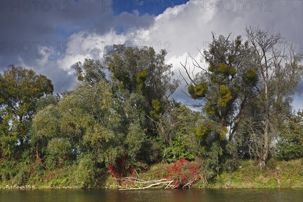 Tree trellis on the bank of the river Mulde in autumn