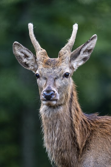 Red deer