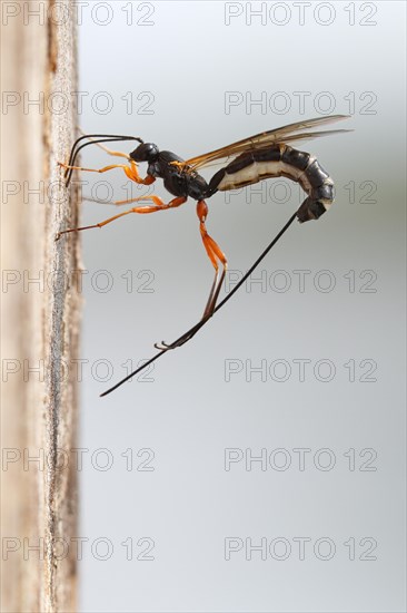 Wood hatchling wasp