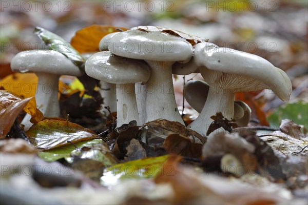 Clouded funnel fungus