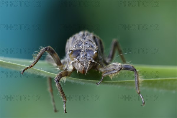 Dragonfly larva in front of hatching on a reed leaf