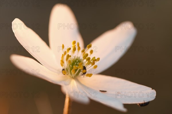 Open flower of Wood Anemone