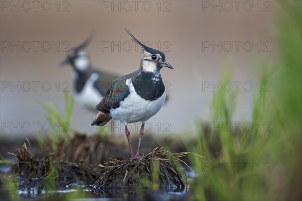 Northern lapwing