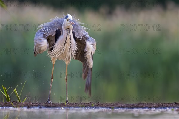 Grey heron