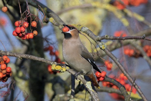 Bohemian waxwing