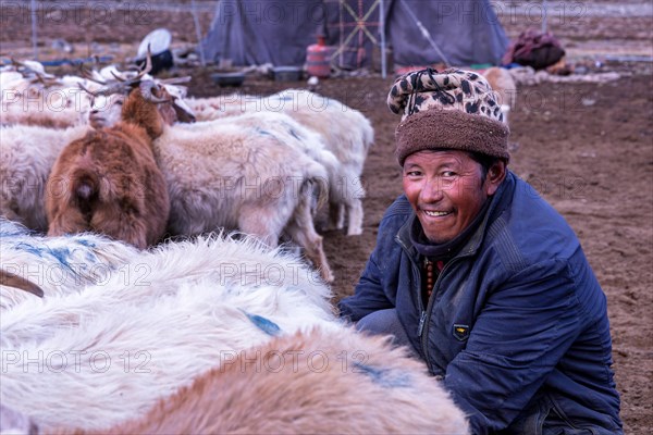 Milking of the goats by a Changpa nomad