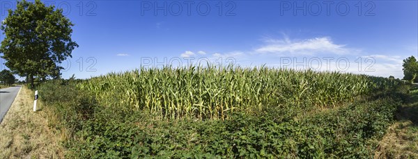 Maize field