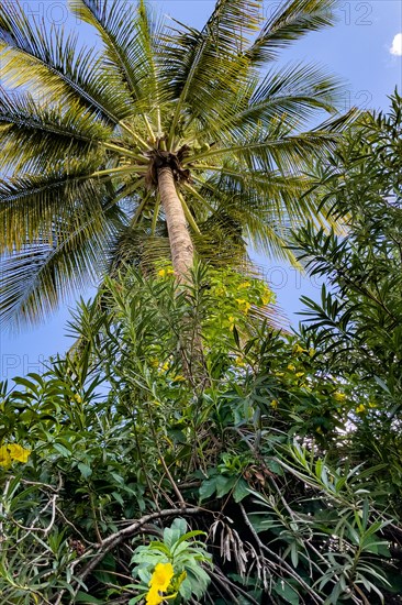 View from below of lower palm fronds of palm crown Crown of palm Coconut palm