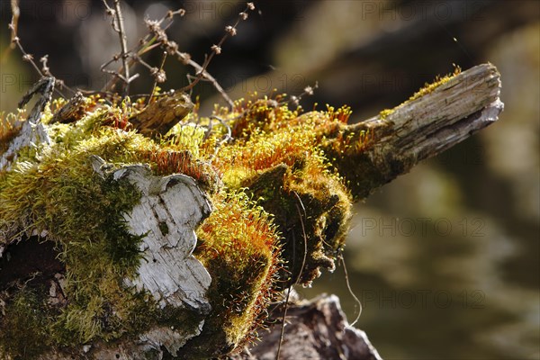 Spore capsules of the golden lady's moss