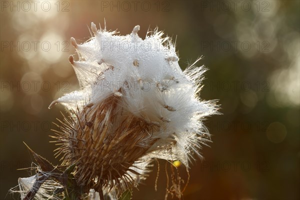 Thistle