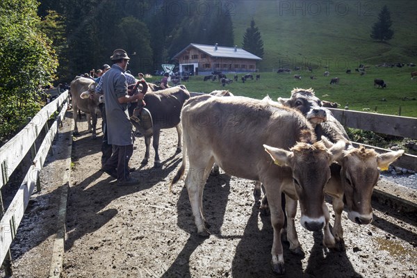 Cattle being prepared for cattle drive
