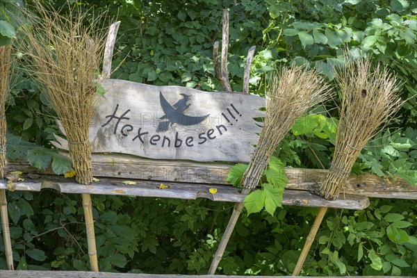 Witches' broom at the castle tavern of Churburg