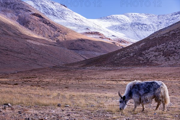 Yak near Taglang La pass