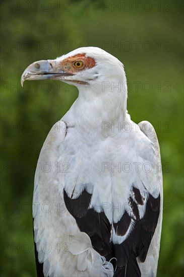 Palm-nut vulture