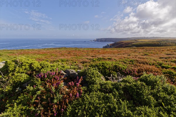 Heathland and rocky coast at Pointe de Castelmeur